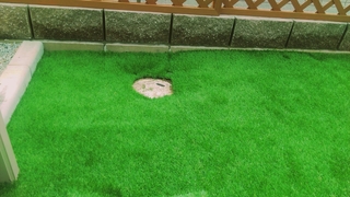 16-06-05-17-32-32-032_deco.jpg